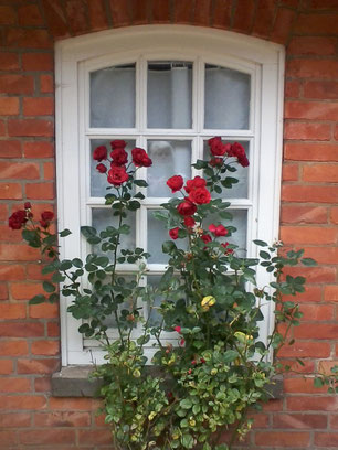 25. Oktober 2015 - Noch kann man sich an den blühenden Rosen am Haus im Schluh erfreuen.