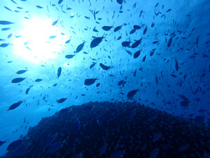 石垣島でのんびりダイビング「魚達の楽園」ヒートハートクラブ