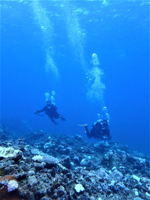 石垣島でのんびりダイビング「一気に冬」ヒートハートクラブ