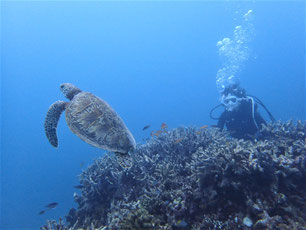 石垣島でのんびりダイビング「ウミガメに遭遇」ヒートハートクラブ