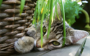 Verträgliche Pflanzen für Katzen 