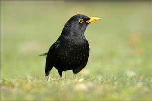 Amsel  (Turdus merula)