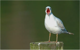 Lachmöwe (Larus ridibundus)