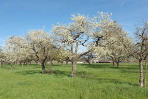 Blühende Streuobstwiese Foto: S. Föll