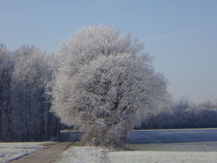 Baum mit Rauhreif in winterlicher Landschaft