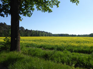 Eiche vor Rapsfeld im Hintergrund Wald und blauer Himmel