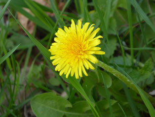 Gelbe Löwenzahnblüte im Gras