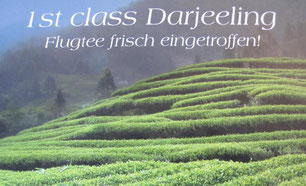 Firstflush Darjeeling Risheehat Himalaya Teekenner Teezeremonie Flugtee Lovingtea