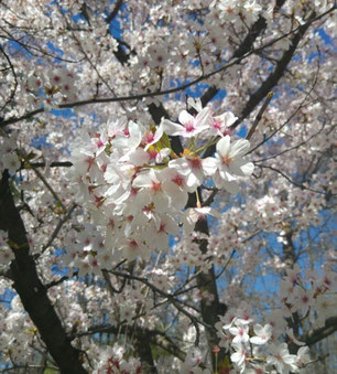 Im Park rund um den Lacul Herăstrău blühen gerade tausende Blumen und Bäume. Taschentuch heißt übrigens batistă auf Rumänisch.