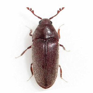 Throscidae