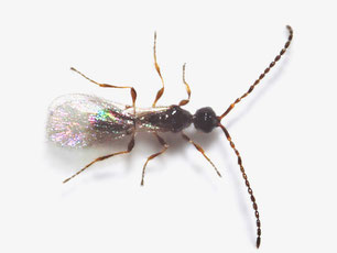 Diapriidae