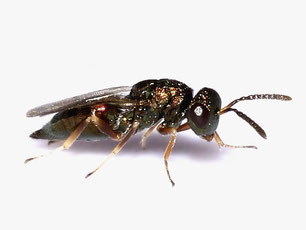 Pteromalidae