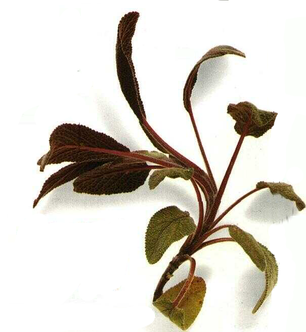 LAROUSSE, "Encyclopédie des Plantes Médicinales"