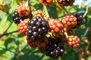 Brombeere schwarze Brombeeren Beeren biologisch BIO nachhaltig Sortenerhalter Sortenraritäten umweltfreundlich umweltverträglich Hausgarten Abhof Gemüse Gemüseraritäten Gemüsekiste Besichtigung Führungen Workshop