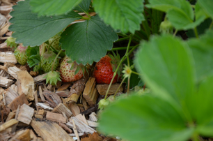 Erdbeere Erdbeeren alte Sorten Sortenerhalter biologisch Bio nachhaltig regional Ab Hof Gemüse Gemüsekiste Verkauf Jungpflanzen Sortenraritäten umweltverträglich umweltfreundlich Pflanzenjauche ökologischer Pflanzenschutz Pflanzenextrakte öko ökologisch