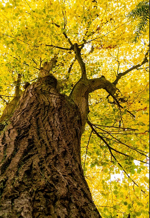 Der Weg durch den Wald führt an verschiedenen Gedenkstätten vorbei. Foto: pb