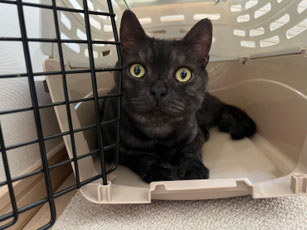 黒猫がキャリーケースに入って座っている様子