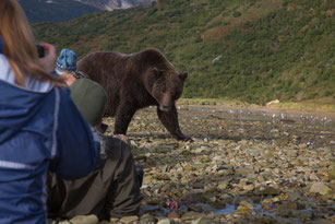 Grizzly in front of Bearwatchers