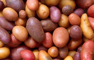Différentes variétés de pomme de terre.