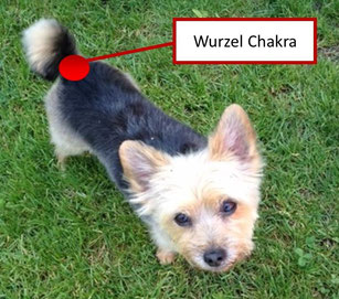 Wurzel Chakra beim ängstlichen Hund