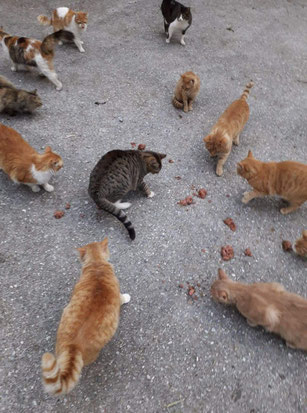 Projekt-Streetcats