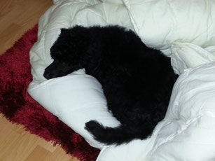 Schlafi, Schlafi, Schlafi...während " Mama " die Betten bezogen hat. 