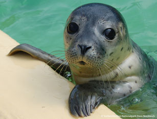 Foto: Seehundstation Norddeich