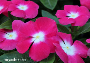 生産直売の宮子花園は、ニチニチソウのポット苗を数色組み合わせて販売しています。