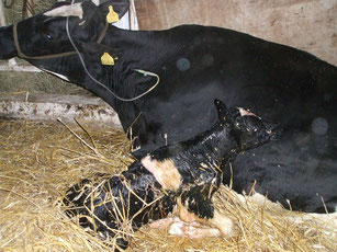 生まれたばかりの子牛。オスは１週間後に肉牛専門牧場へ売られて行く。