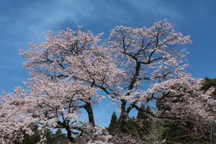 大法寺　桜