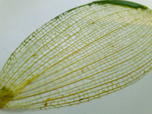 Photographie d'une feuille d'orchidée dont nous n'avons gardé que  le réseau de nervures.