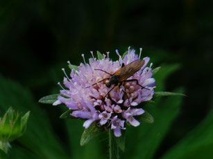 2008 - Bettmeralp