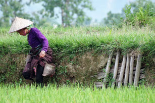 Une femme a fini de récolter le riz dans une rizière au Vietnam