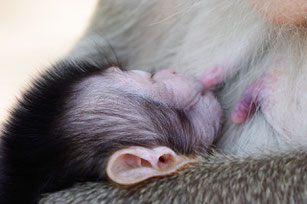 Un singe tête sa maman singe dans le sanctuaire de Lopburi