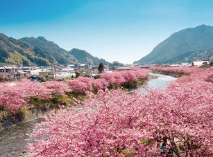 写真提供：河津町観光協会