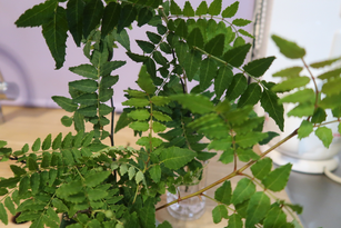 しばらく山椒の枝を花瓶に挿しておきましょう。