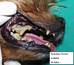 Zahnschmerzen Bei Hunden Und Katzen Tierarztpraxis Dr A Flock