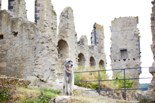Tierfotograf Lörrach Basel Rheinfelden Freiburg Bern Zürich