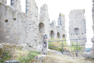 Tierfotograf Lörrach Basel Rheinfelden Freiburg Bern Zürich