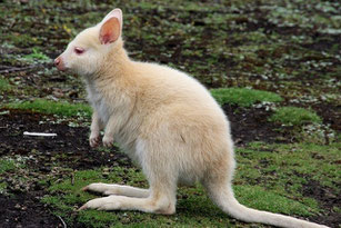 Känguru, Australien