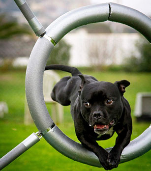 Onelio ( dell'amico e cinofilo Marco Ossidi ) che ha ottenuto il BH ed il primo brevetto di agility