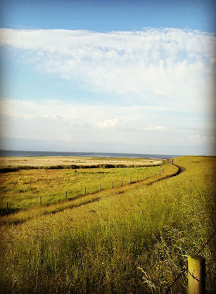 Grüner Deich, im Hintergrund Strand und Meer - blauer Himmel mit kleinen Wolken