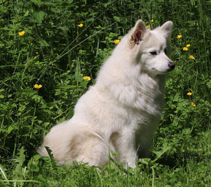 Mittelspitz Giant Spitz History diffences breeding 