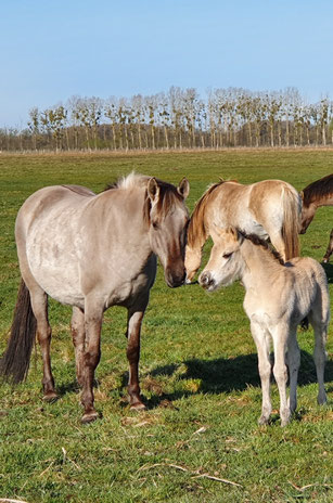 Eine Gruppe Wildpferde auf einer Weide