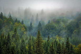 La pompe biotique favorise la formation de nuages