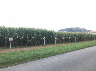 Körnermais Versuche