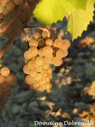 domaine debreuille, tournus, plottes, royer, macon, chalon sur saone, mancey, lugny, vin, vigne, fut, press cask, pressoir,  tonneau, bouteilles, proprietaire recoltant, wine, bourgogne, grape, cepage, aligote, chardonnay, pinot, gamay,