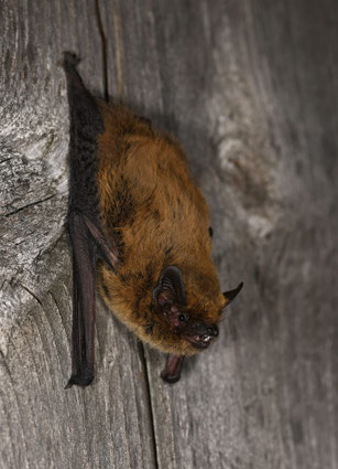 Weißrandfledermaus, Bild: C. Dietz