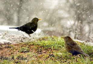 Foto: A. Röhm Amselpaar