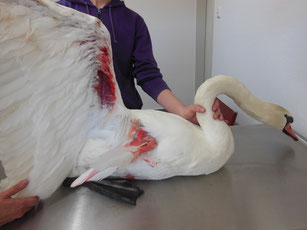 Schwan mit offenem Flügelbruch, durch Kollision an Brückenpfeiler 